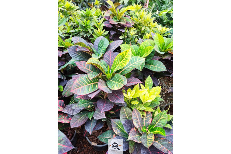 گلباغ گل منظر ایرانیان در محلات