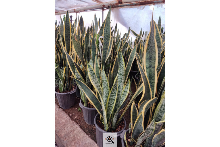 گلباغ گل منظر ایرانیان در محلات