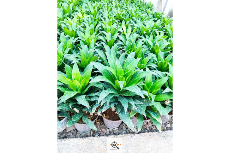 گلباغ گل منظر ایرانیان در محلات