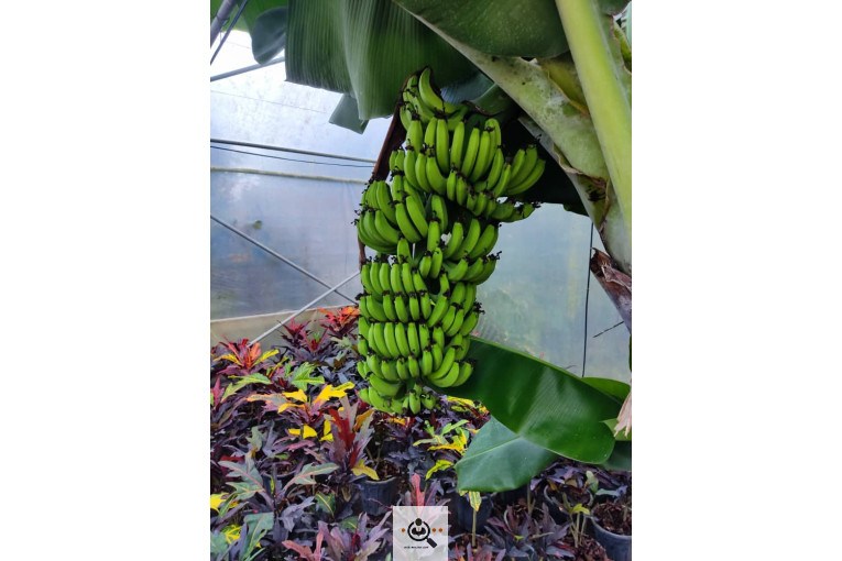 گلباغ گل منظر ایرانیان در محلات