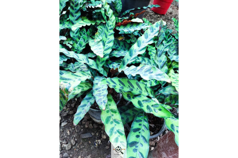 گلباغ گل منظر ایرانیان در محلات