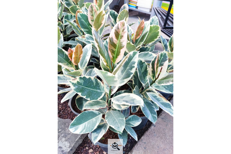 گلباغ گل منظر ایرانیان در محلات