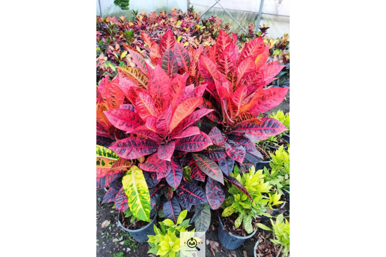 گلباغ گل منظر ایرانیان در محلات