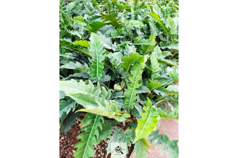 گلباغ گل منظر ایرانیان در محلات