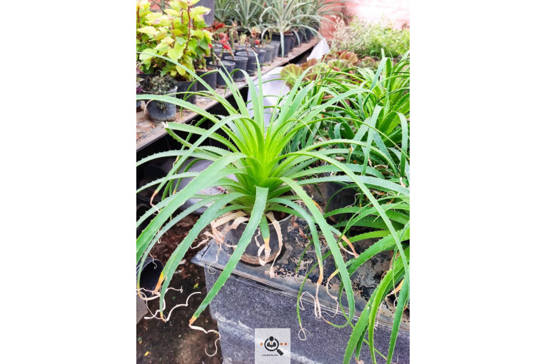 گلباغ گل منظر ایرانیان در محلات