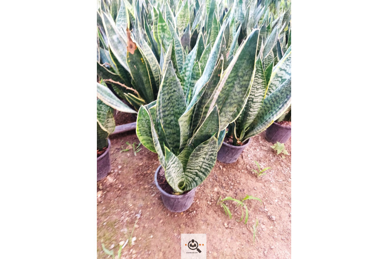 گلباغ گل منظر ایرانیان در محلات