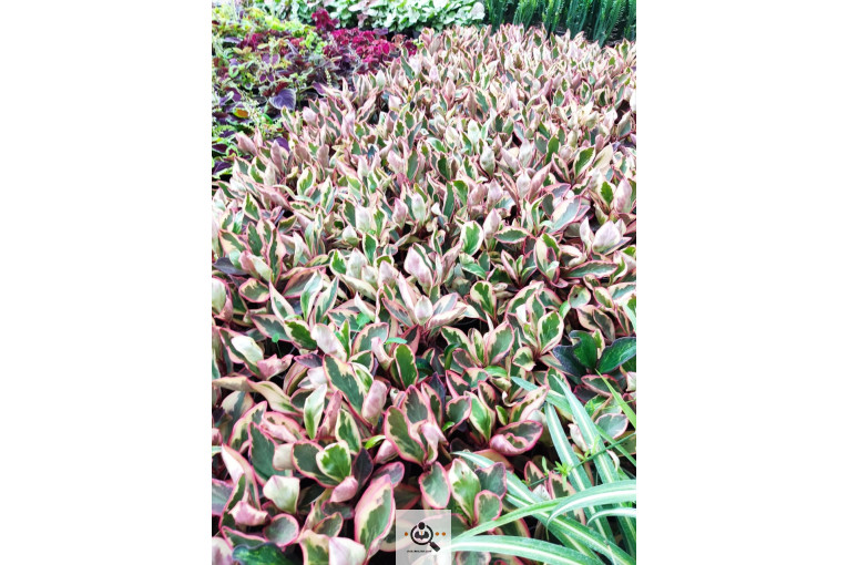 گلباغ گل منظر ایرانیان در محلات