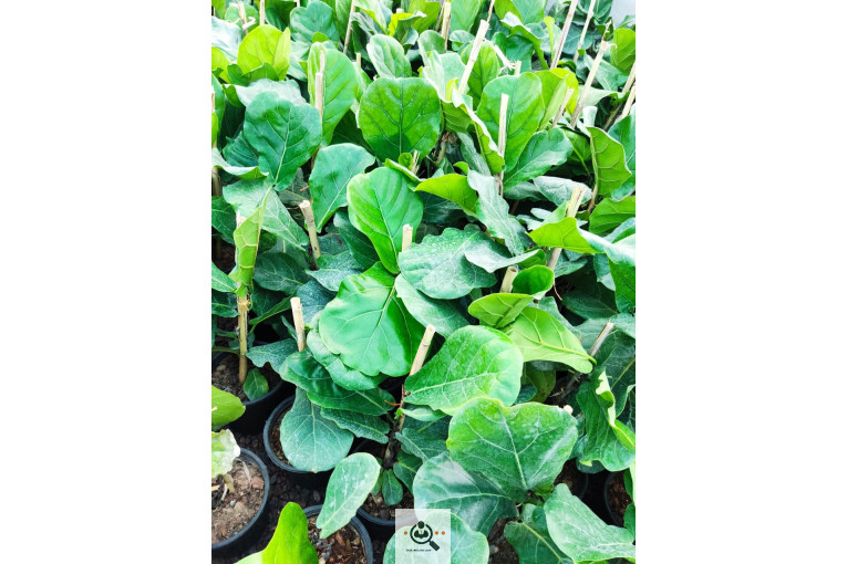 گلباغ گل منظر ایرانیان در محلات