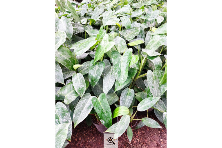 گلباغ گل منظر ایرانیان در محلات