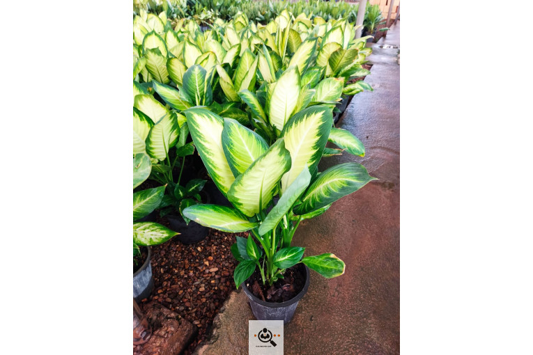 گلباغ گل منظر ایرانیان در محلات