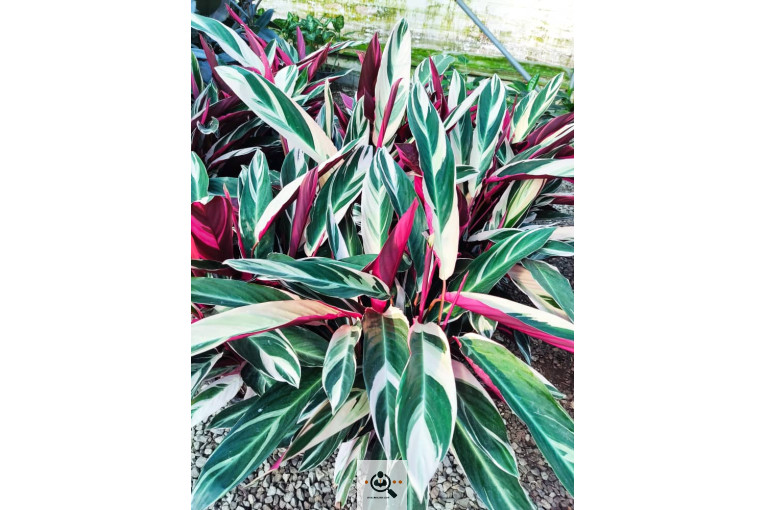 گلباغ گل منظر ایرانیان در محلات