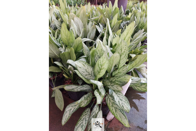 گلباغ گل منظر ایرانیان در محلات