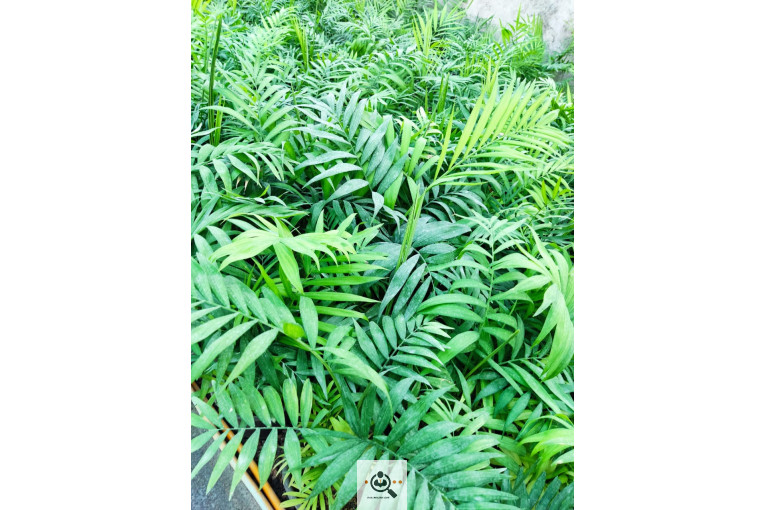 گلباغ گل منظر ایرانیان در محلات