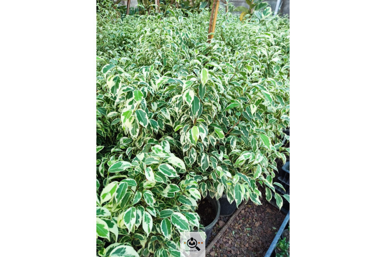 گلباغ گل منظر ایرانیان در محلات