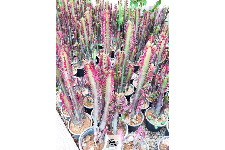 گلباغ گل منظر ایرانیان در محلات