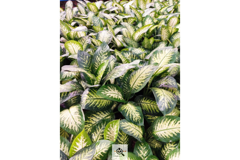 گلباغ گل منظر ایرانیان در محلات