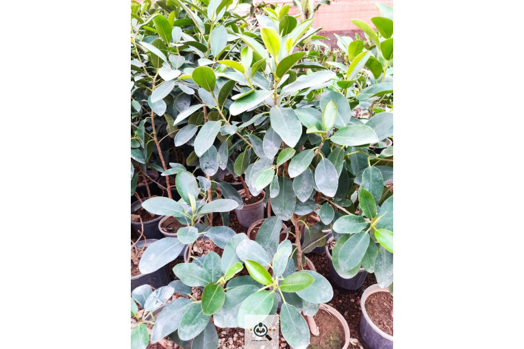 گلباغ گل منظر ایرانیان در محلات