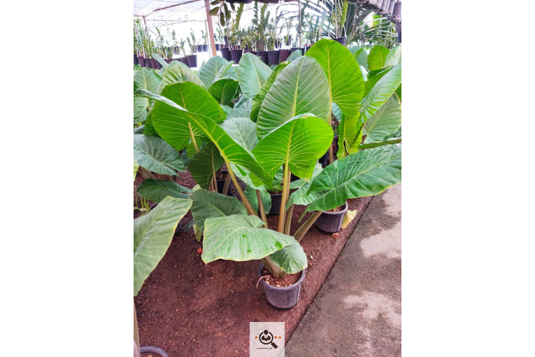 گلباغ گل منظر ایرانیان در محلات