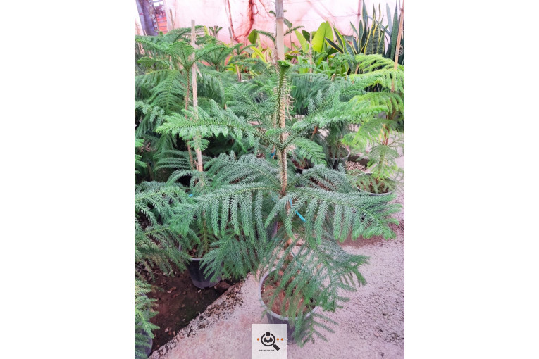 گلباغ گل منظر ایرانیان در محلات