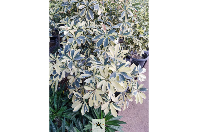 گلباغ گل منظر ایرانیان در محلات