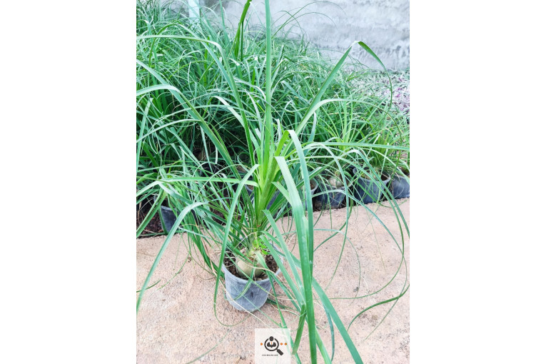 گلباغ گل منظر ایرانیان در محلات