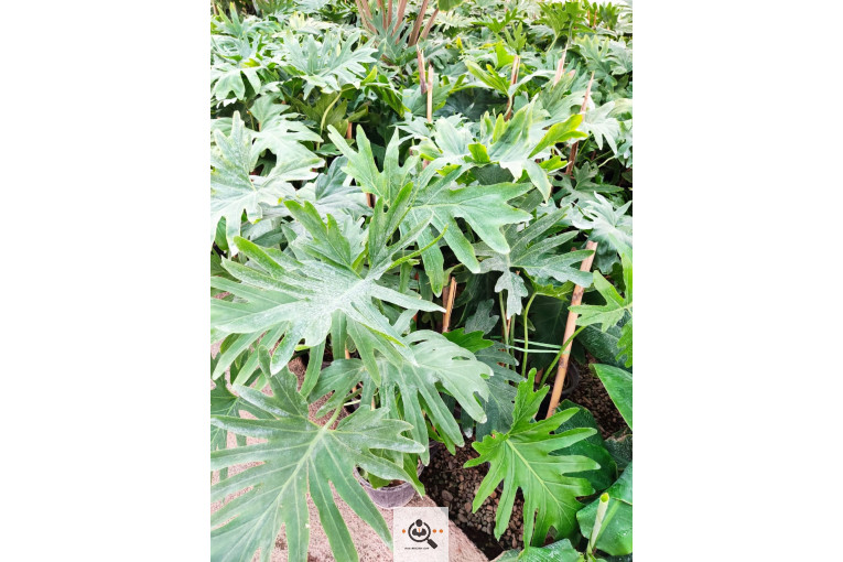 گلباغ گل منظر ایرانیان در محلات