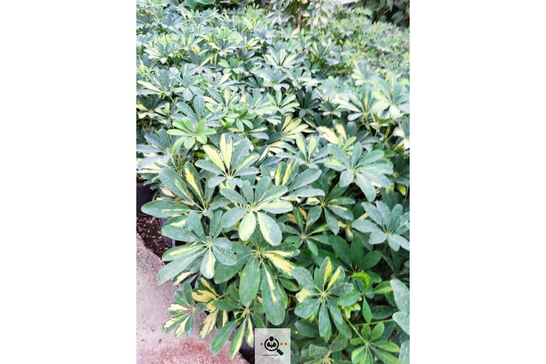 گلباغ گل منظر ایرانیان در محلات