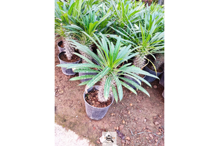 گلباغ گل منظر ایرانیان در محلات