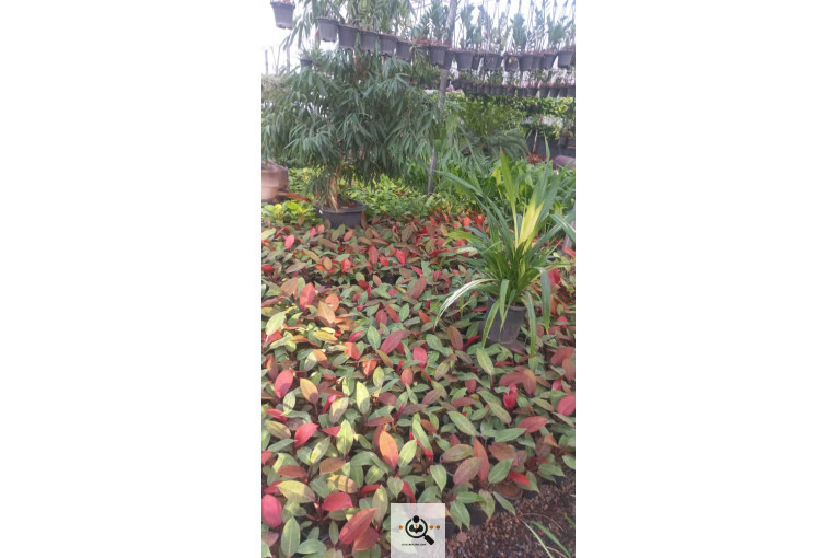 گلباغ گل منظر ایرانیان در محلات