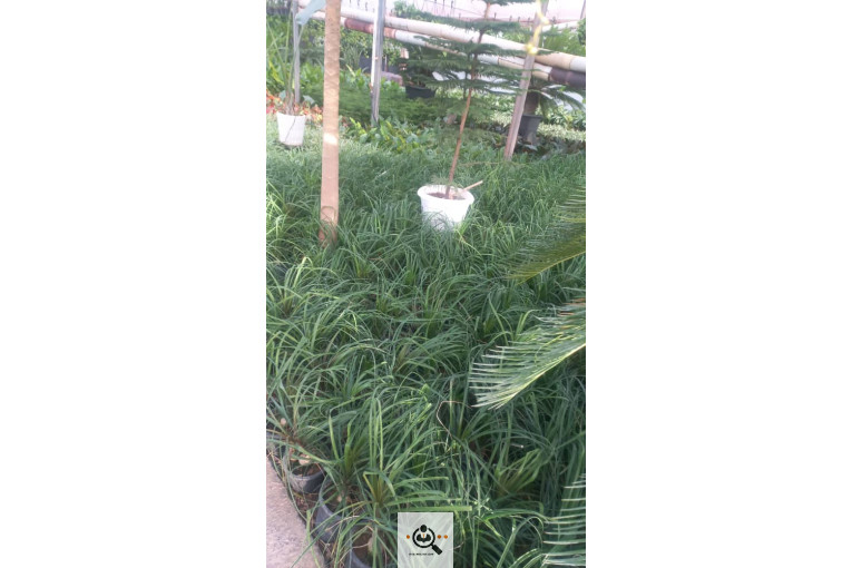 گلباغ گل منظر ایرانیان در محلات