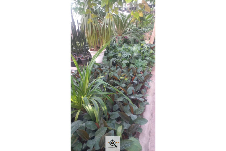 گلباغ گل منظر ایرانیان در محلات