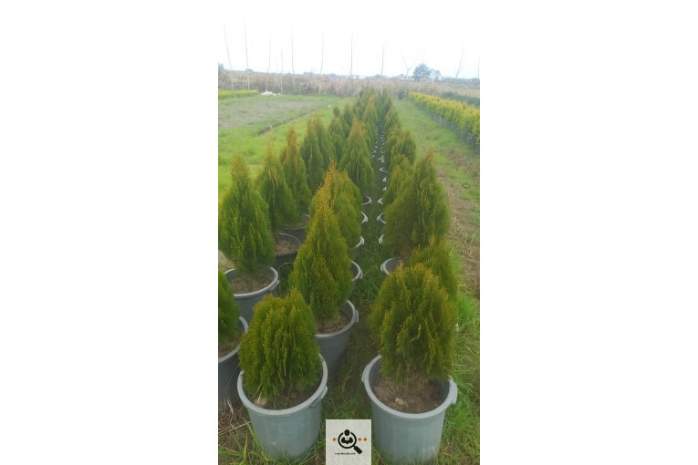 گلباغ گل منظر ایرانیان در محلات