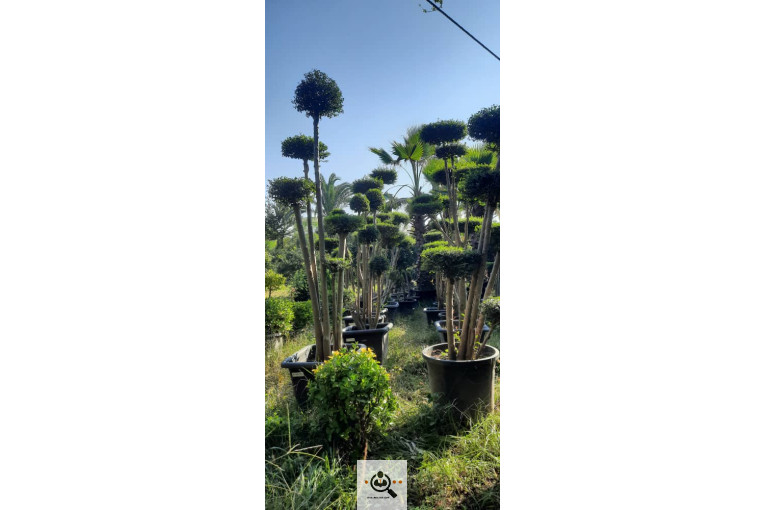 گلباغ گل منظر ایرانیان در محلات