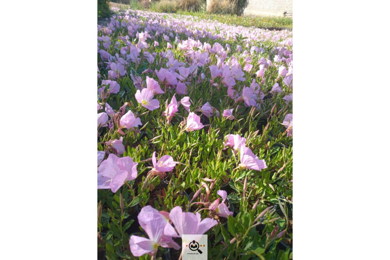 گلباغ گل منظر ایرانیان در محلات