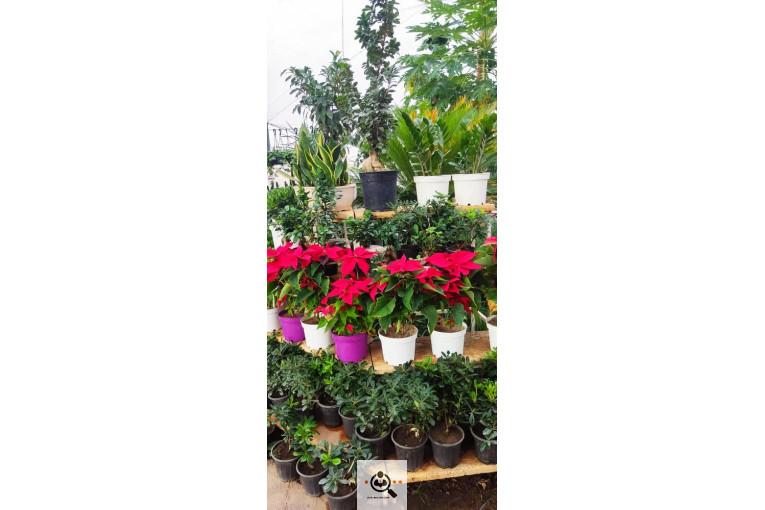 گلباغ گل منظر ایرانیان در محلات