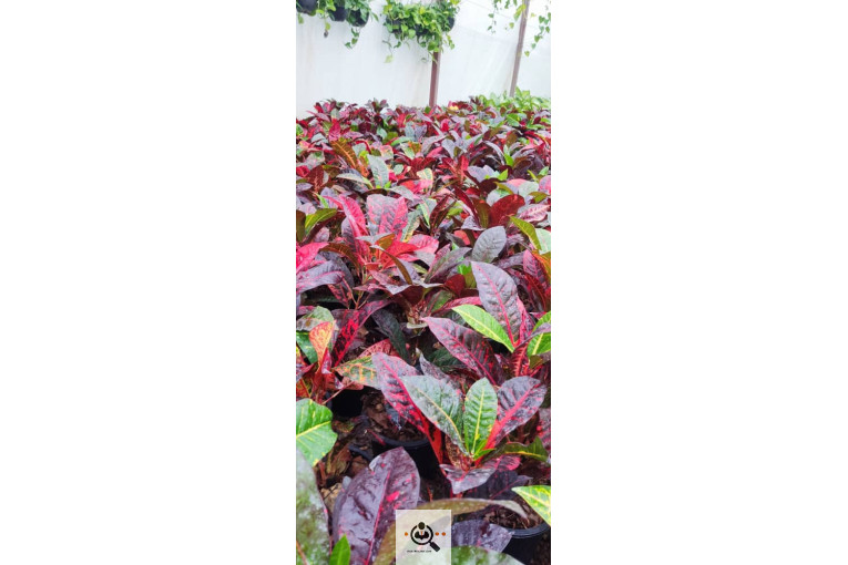 گلباغ گل منظر ایرانیان در محلات