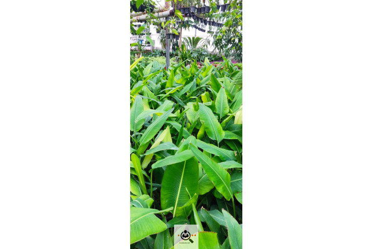 گلباغ گل منظر ایرانیان در محلات