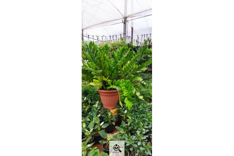 گلباغ گل منظر ایرانیان در محلات