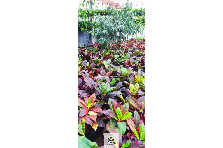 گلباغ گل منظر ایرانیان در محلات