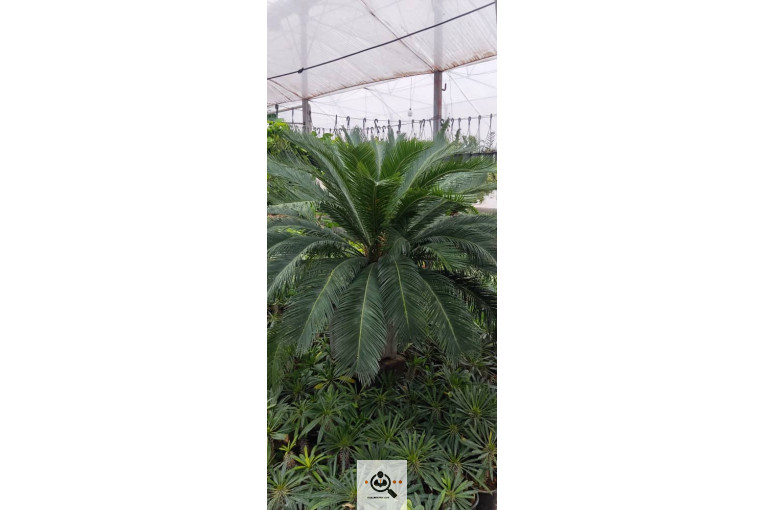 گلباغ گل منظر ایرانیان در محلات