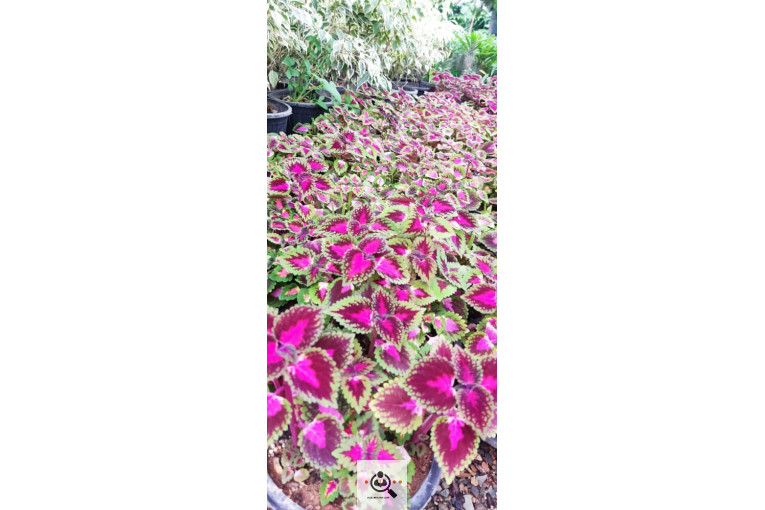 گلباغ گل منظر ایرانیان در محلات