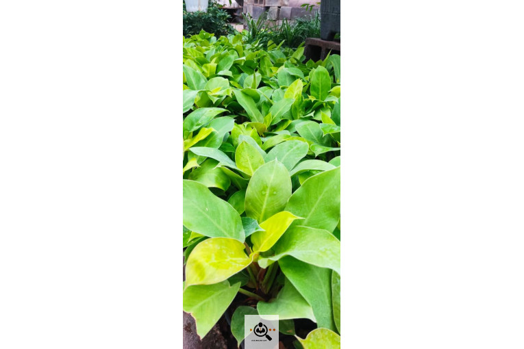 گلباغ گل منظر ایرانیان در محلات