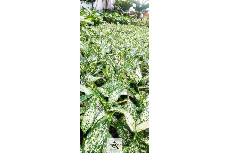 گلباغ گل منظر ایرانیان در محلات