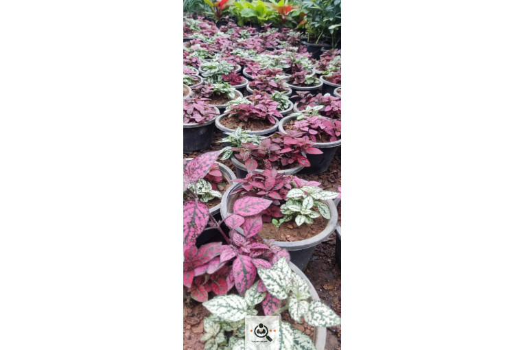 گلباغ گل منظر ایرانیان در محلات