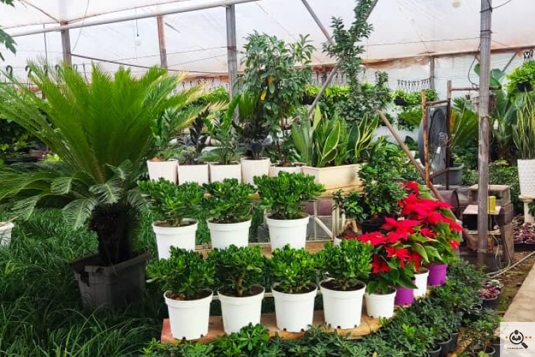 گلباغ گل منظر ایرانیان در محلات