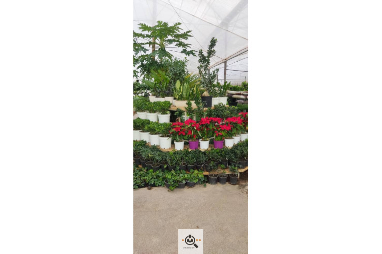 گلباغ گل منظر ایرانیان در محلات