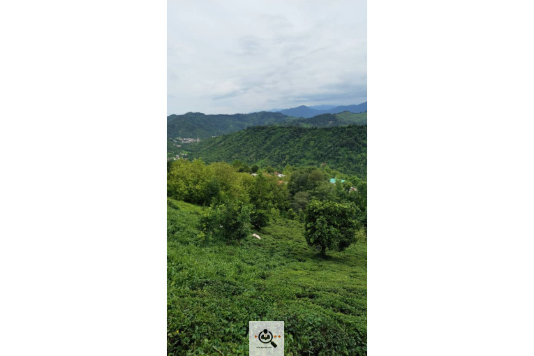 کارگاه چایسازی بهمنیار در املش