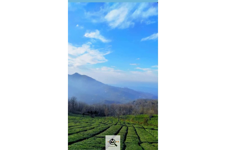 کارگاه چایسازی بهمنیار در املش