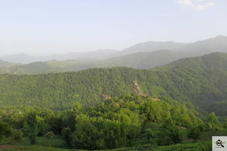 کارگاه چایسازی بهمنیار در املش