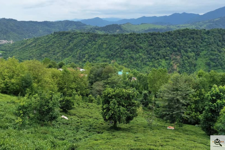 کارگاه چایسازی بهمنیار در املش